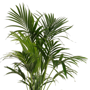 Howea forsteriana - Palmier Kentia de Foster - Palmier d'intérieur