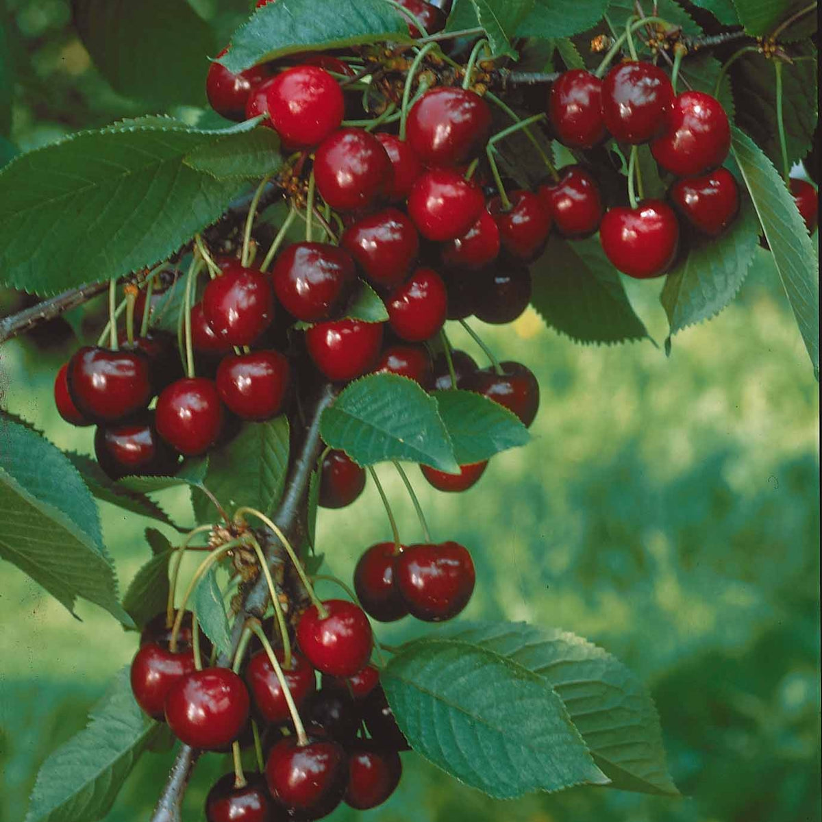 Mini-cerisier Sylvia - Prunus avium Sylvia - Mini fruitier