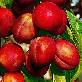 Vente Prunier Reine Victoria - Prunus domestica Reine Victoria