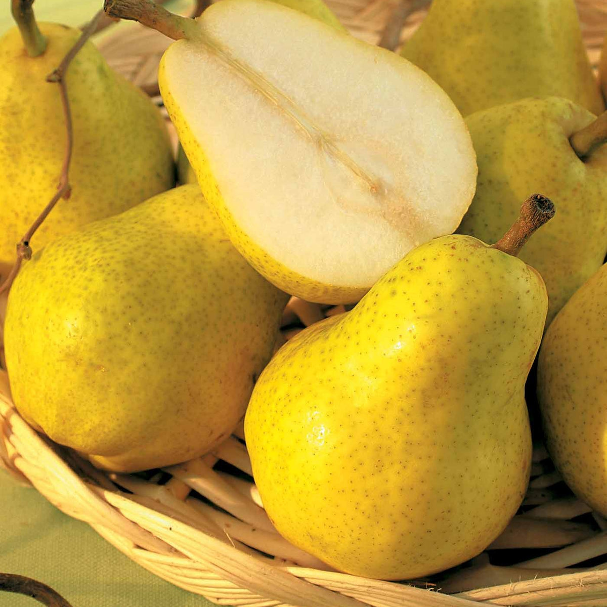 Poirier William's - Bon Chrétien - Pyrus communis william's ('bon chrétien') - Fruitiers Arbres et arbustes