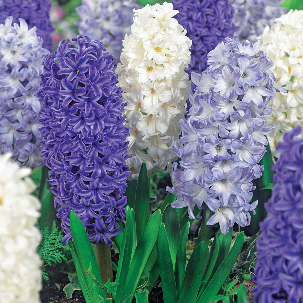 9 Jacinthes Harmonie blanches et bleues en mélange - Hyacinthus orientalis - Bulbes à fleurs
