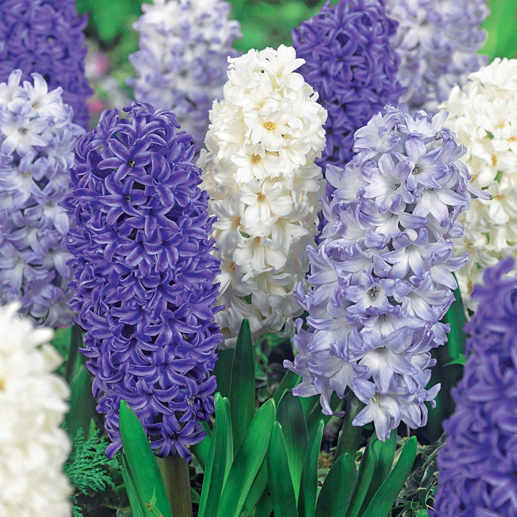 9 Jacinthes Harmonie blanches et bleues en mélange - Willemse
