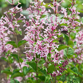 Lilas - Lilas parfum rose - Syringa bloomerang ® pink perfume