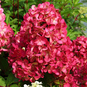 Vente Hortensia paniculé Diamant Rouge - Hydrangea paniculata diamant rouge ® 'rendia'
