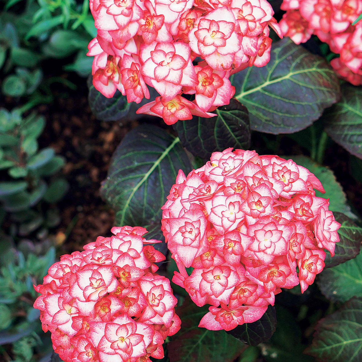 Hortensia Miss Saori - Willemse