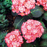 Hortensia Miss Saori - Willemse