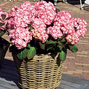 Hortensia Miss Saori - Hydrangea macrophylla miss saori (h2002) - Willemse