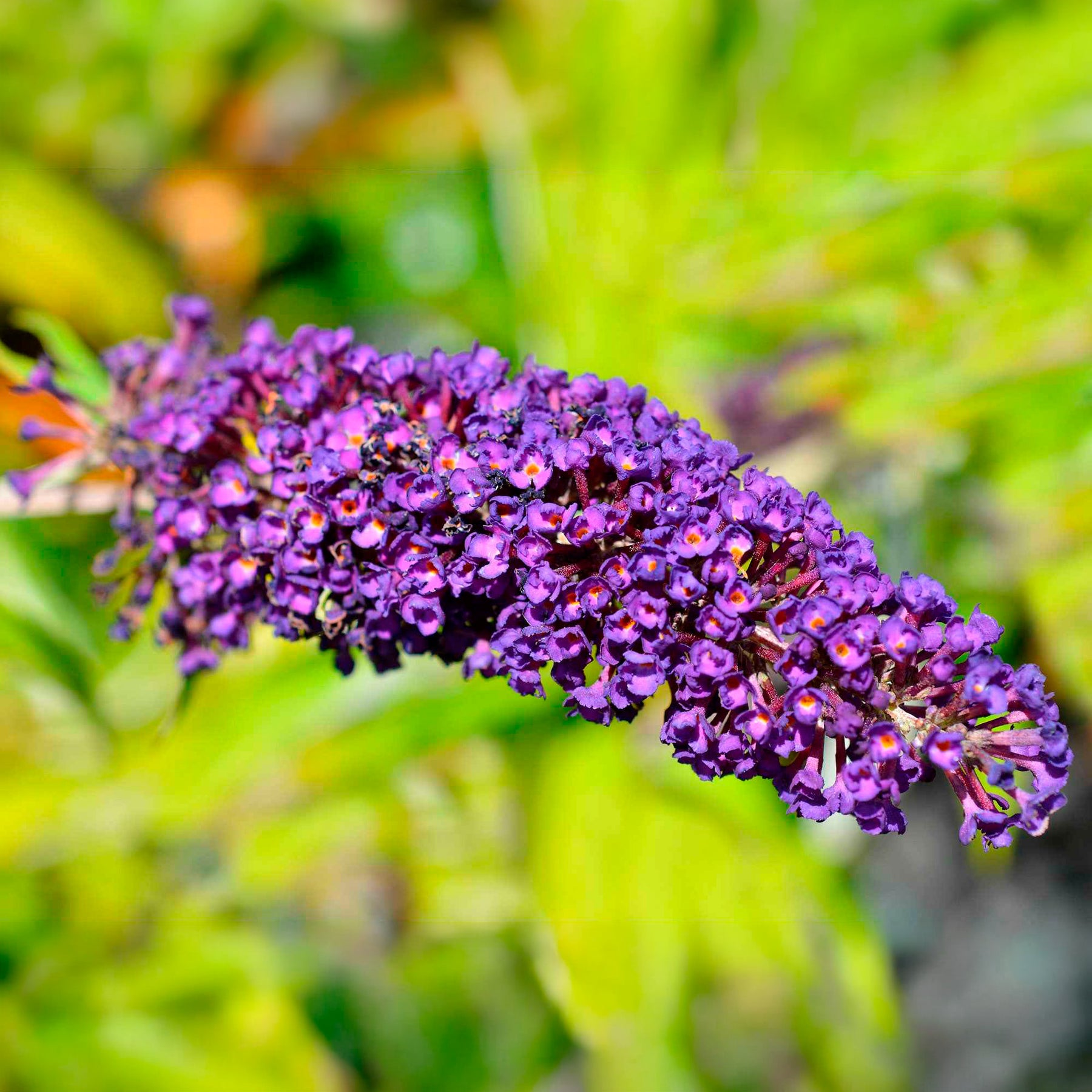 Buddleja davidii Empire Blue - Arbre à papillons Empire Blue - Arbres aux papillons
