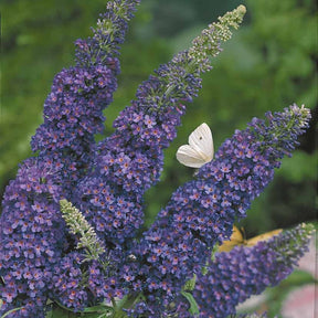 Buddleja davidii Empire Blue - Arbre à papillons Empire Blue - Arbres aux papillons