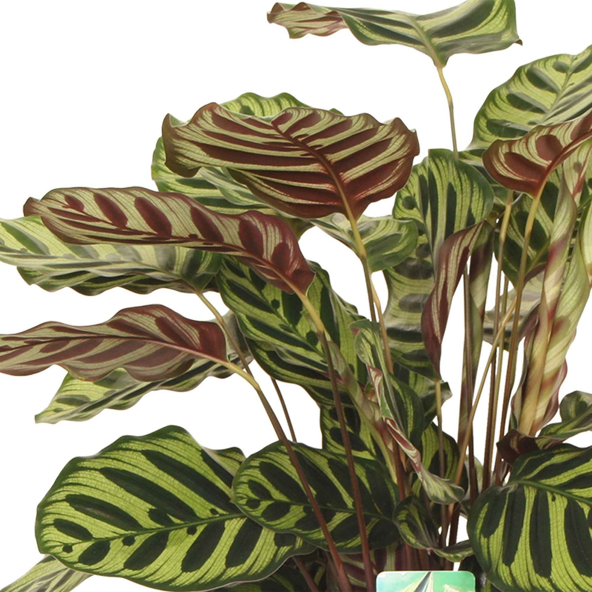 Calathéa paon - Calathea makoyana - Plantes