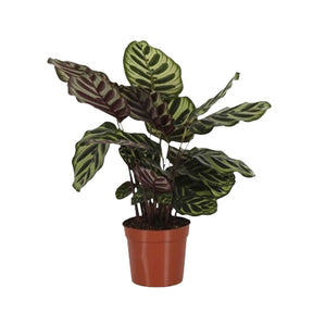 Calathea  makoyana - Calathea