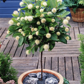 Cephalanthus occidentalis sur tige - Cephalanthus occidentalis