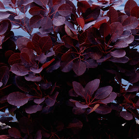 Cotinus coggygria royal purple - Arbre à perruque pourpre Royal Purple sur tige - Arbustes sur tige