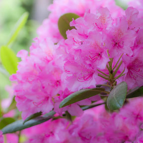 Rhododendron Roseum Elegans - Rhododendron roseum elegans