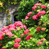 Hortensia rouge - Willemse