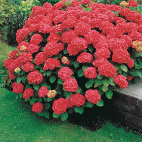 Hortensia rouge - Hydrangea macrophylla Alpenglühen - Willemse