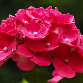 Hydrangea macrophylla Alpenglühen - Hortensia rouge - Hortensia à grandes feuilles