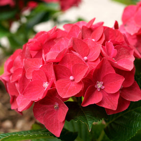 Hortensia à grandes feuilles - Hortensia rouge - Hydrangea macrophylla Alpenglühen