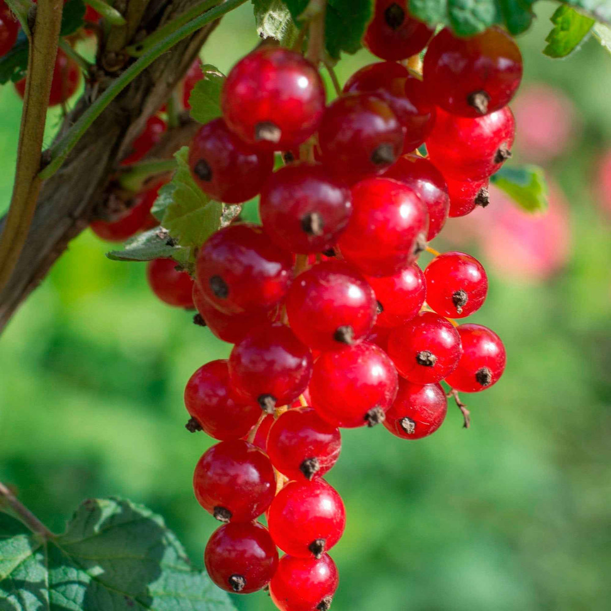 Groseillier Jonkheer van Tets - Ribus rubrum jonkheer van tets - Plantes