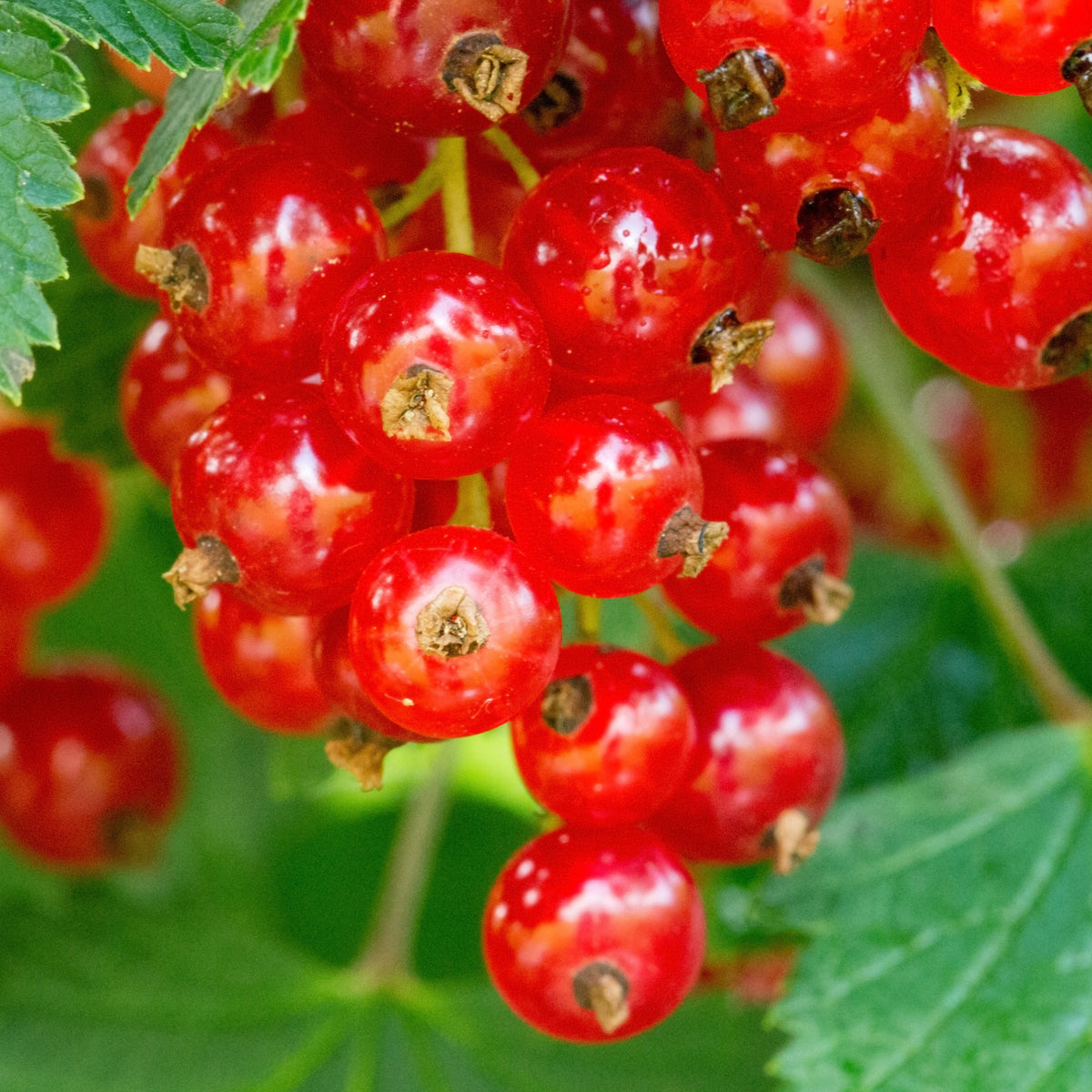 Groseillier Jonkheer van Tets - Ribus rubrum jonkheer van tets - Fruitiers Arbres et arbustes