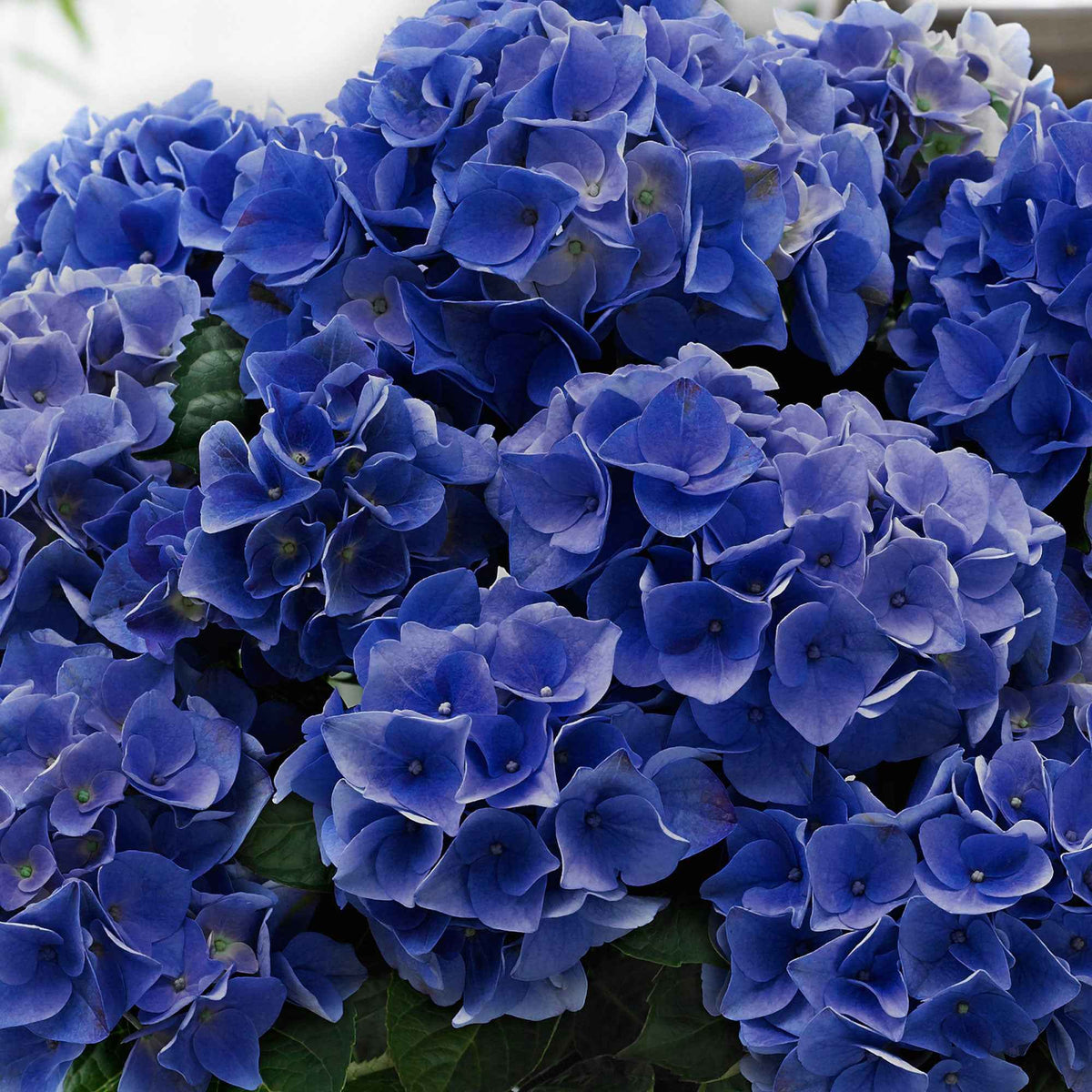 Hortensia Blue Boogie Woogie® - Hydrangea macrophylla 'blue boogie woogie' - Arbustes