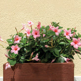 Jasmin du Brésil rose - Dipladenia - Willemse