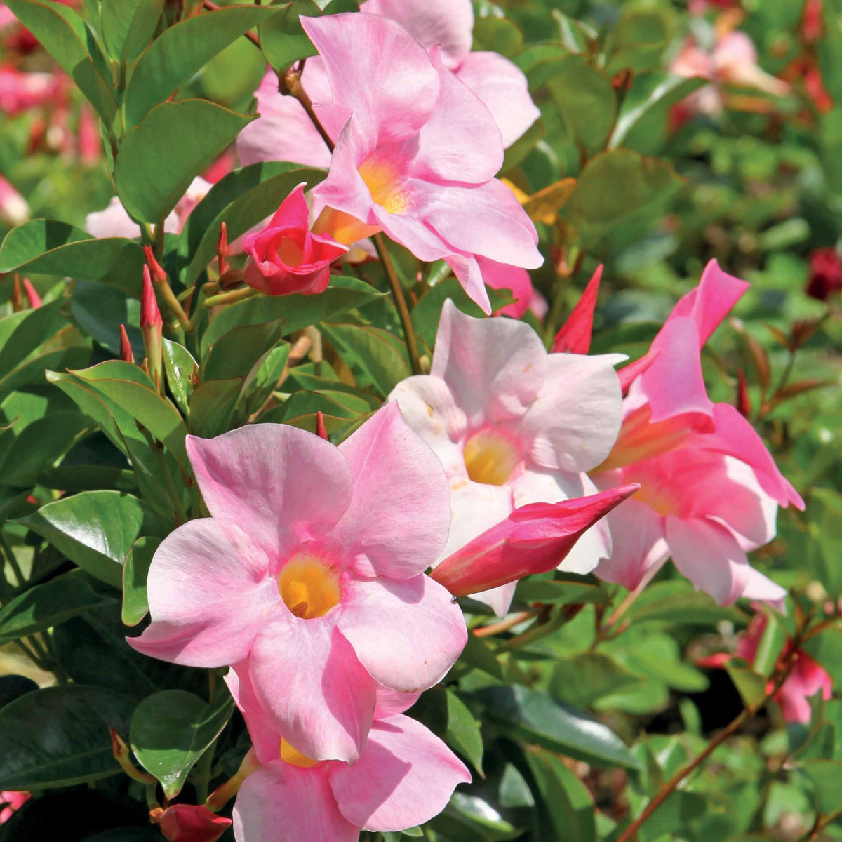 Jasmin du Brésil rose - Dipladenia - Dipladenia