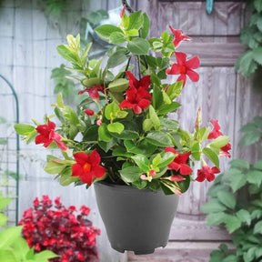 Dipladenia - Mandevilla - Jasmin du Brésil rouge - Dipladenia - Dipladenia