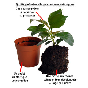 Vente Jasmin du Brésil rouge - Dipladenia - Dipladenia - Mandevilla