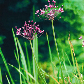 Vente Jonc fleuri Butome en ombelle - Butomus umbellatus