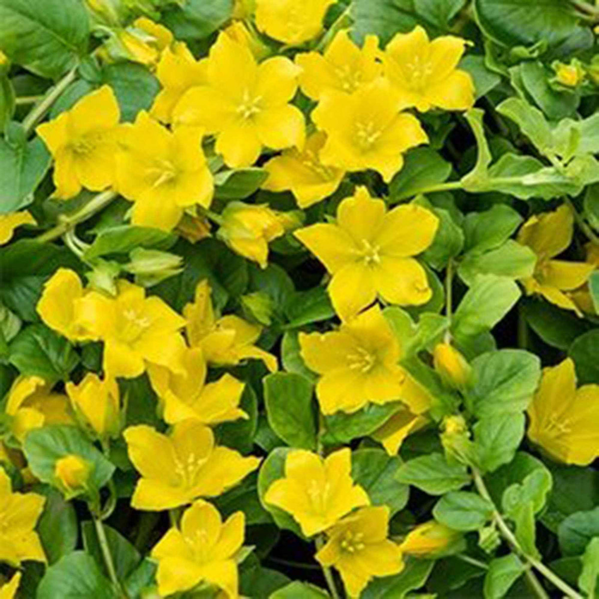 Lysimaque - Herbe aux écus - Willemse