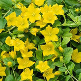 Lysimaque - Herbe aux écus - Willemse