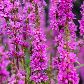Lythrum salicaria - Salicaire commune - Salicaire