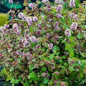Mentha aquatica - Menthe aquatique - Plantes de berges