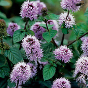 Menthe aquatique - Mentha aquatica - Willemse