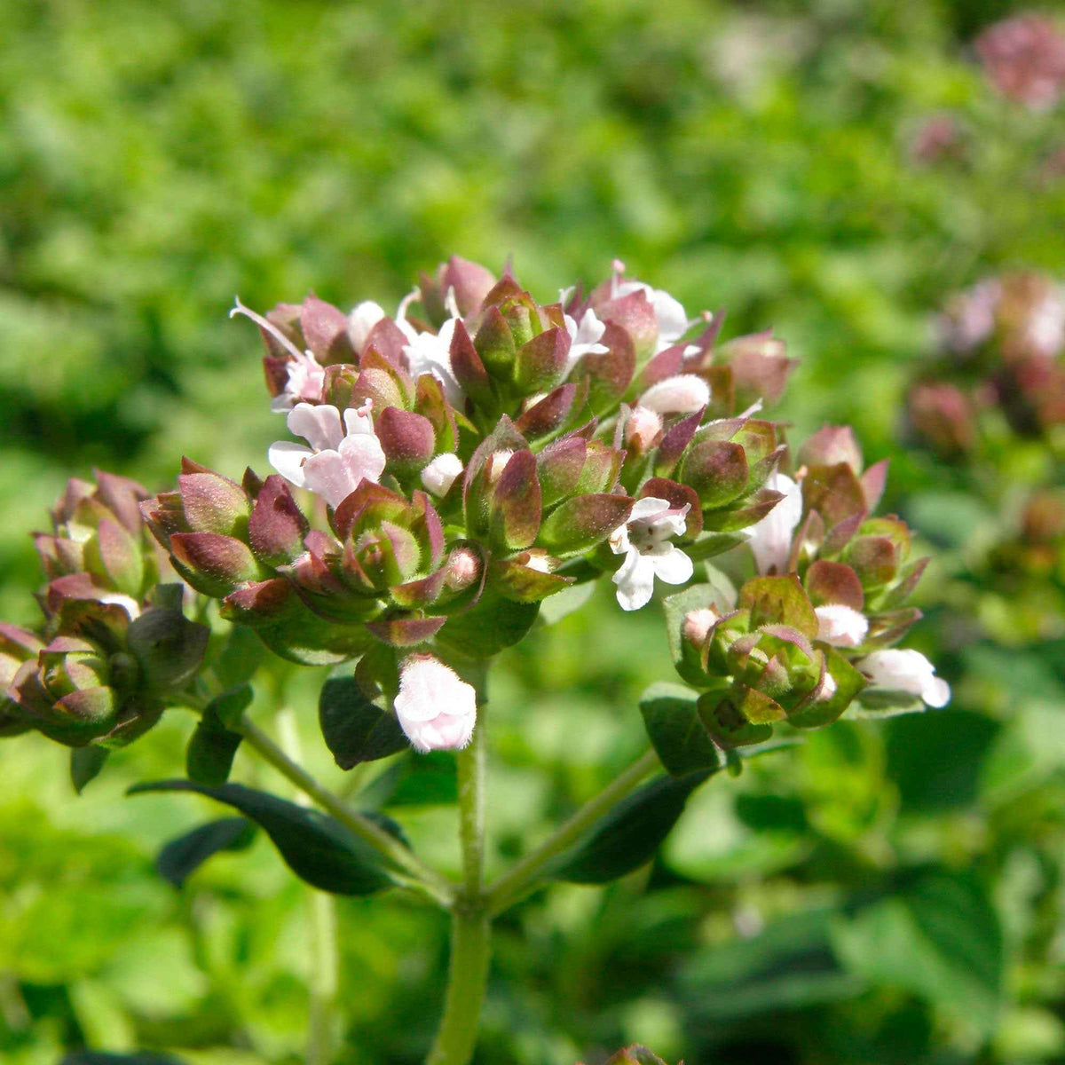3 Origans communs - Origanum vulgare - Willemse