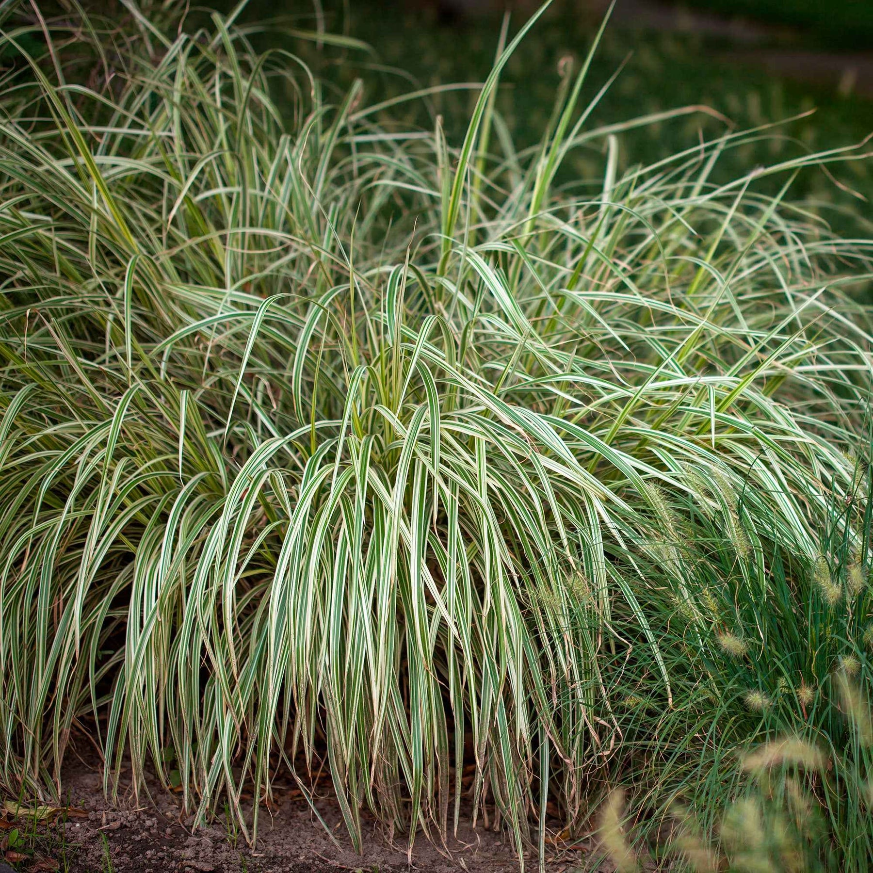 Carex - Laîche du Japon panachée - Carex - Carex morrowii variegata