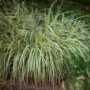 Carex - Laîche du Japon panachée - Carex - Carex morrowii variegata