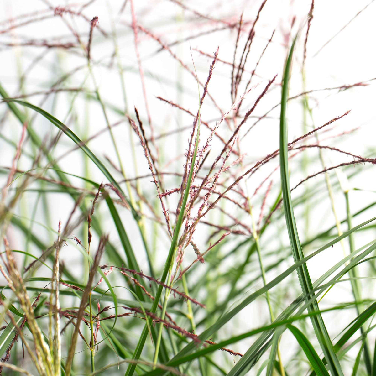 Eulalie Ferner Osten Roseau de Chine - Miscanthus sinensis ferner osten - Willemse