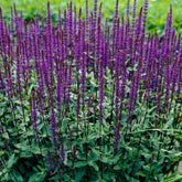 Sauge des bois Caradonna - Willemse