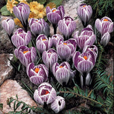 15 Crocus Pick Wick