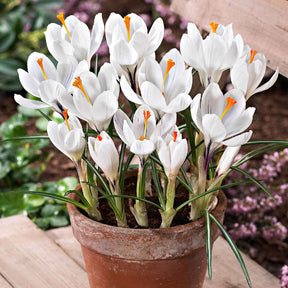 Crocus vernus jeanne d'arc - 15 Crocus Jeanne d'Arc - Crocus