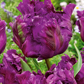 10 Tulipes perroquet Negrita Parrot - Willemse