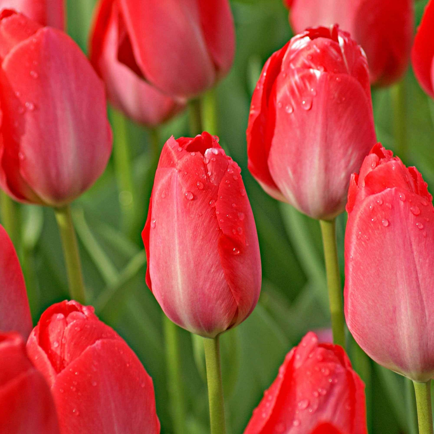 10 Tulipes Van Eijk - Tulipa van eijk - Plantes