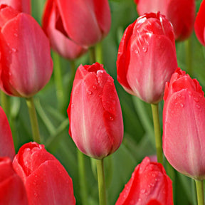 10 Tulipes Van Eijk - Tulipa van eijk - Plantes