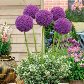 3 Alliums d'ornement Globemaster - Allium globemaster - Willemse
