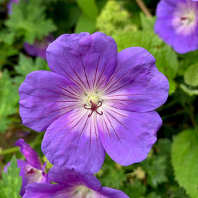 Vente Géranium vivace Rozanne - Geranium gerwat rozanne
