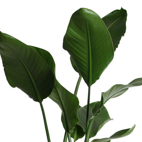 Strelitzia nicolai - Oiseau du paradis - Strelitzia nicolai - Plantes vertes