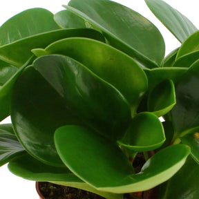 Larmes de crocodile Peperomia obtusifolia - Petites plantes d'intérieur