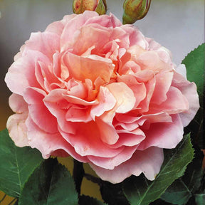Rosa augusta louise - Rosier buisson Augusta Louise - Rosiers à grandes fleurs